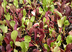 greens